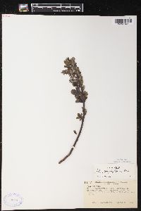 Salix glaucophylloides image