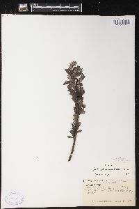 Salix glaucophylloides image