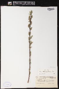 Salix glaucophylloides image