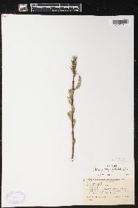 Salix glaucophylloides image