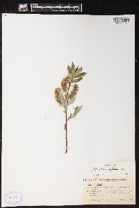 Salix glaucophylloides image