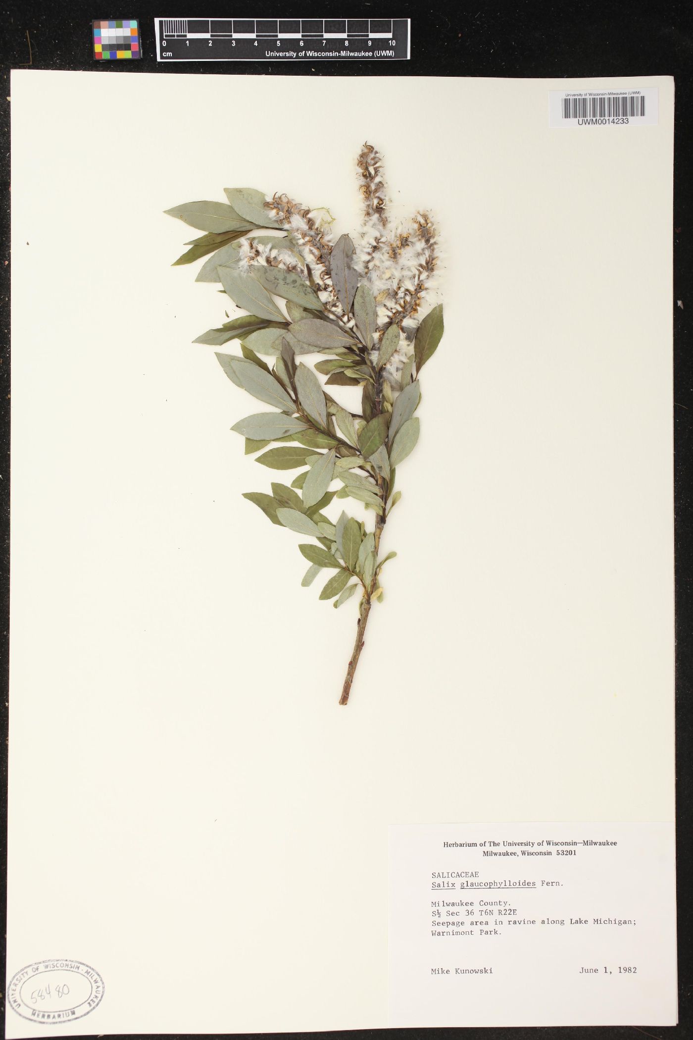 Salix glaucophylloides image