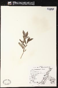 Salix glaucophylloides image