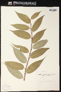 Salix lucida image