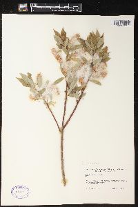 Salix lucida image