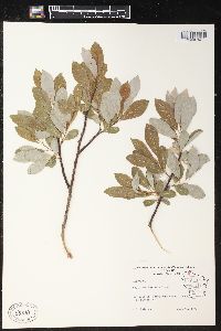 Salix pedicellaris image