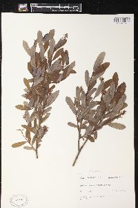 Salix pedicellaris image