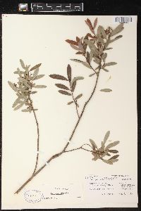 Salix pedicellaris image