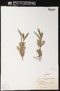 Salix petiolaris image