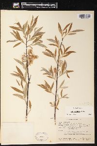 Salix petiolaris image