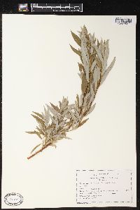 Salix petiolaris image