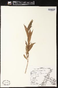 Salix petiolaris image