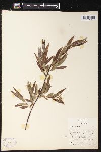 Salix petiolaris image