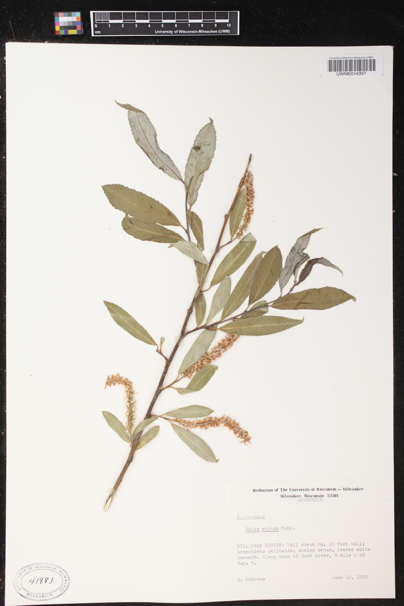 Salix rigida image