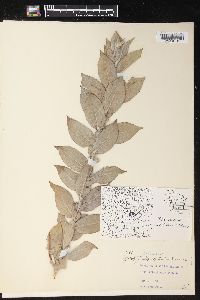 Salix syrticola image
