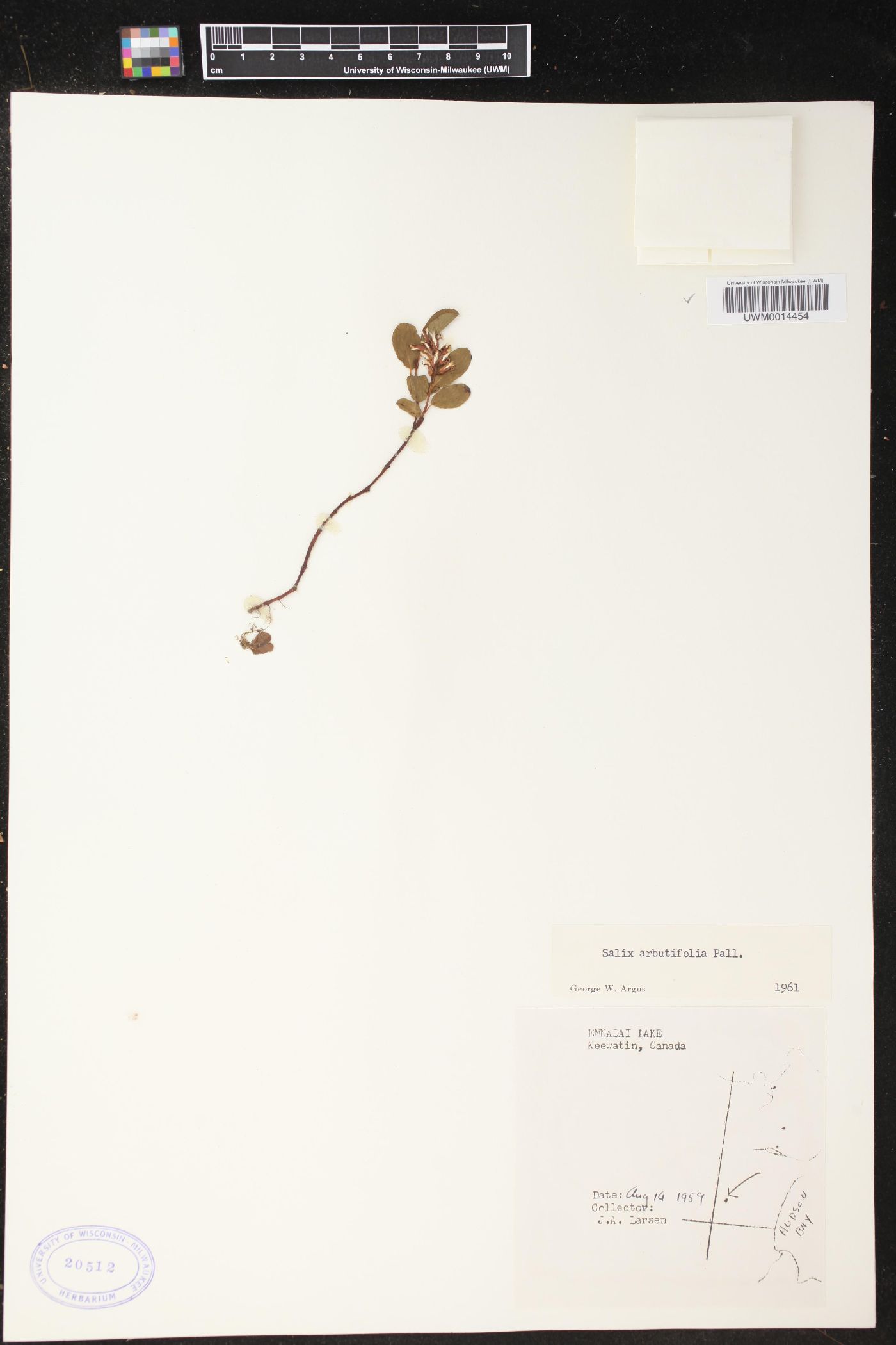 Salix arbutifolia image