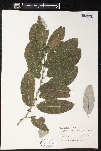 Salix coulteri image