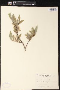 Salix geyeriana image