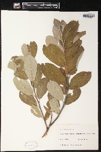 Salix hookeriana image