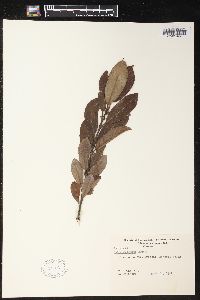 Salix hookeriana image