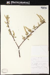 Salix laevigata image