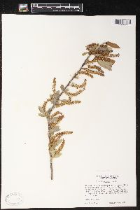 Salix laevigata image