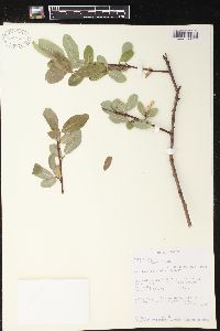 Salix lasiolepis image