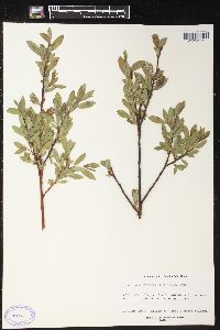 Salix boothii image