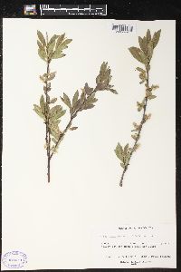 Salix boothii image