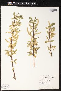 Salix pyrifolia image