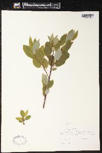 Salix pyrifolia image