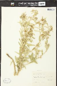 Solanum elaeagnifolium image