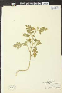 Solanum rostratum image