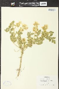 Solanum rostratum image