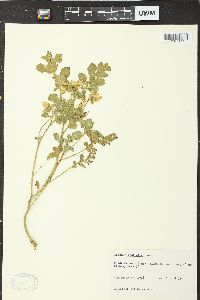 Solanum rostratum image