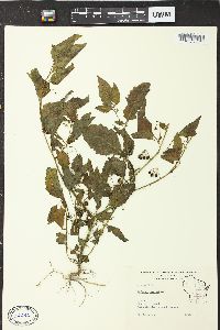 Solanum nigrum image