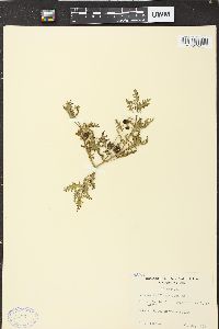 Solanum triflorum image