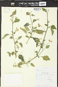 Solanum furcatum image