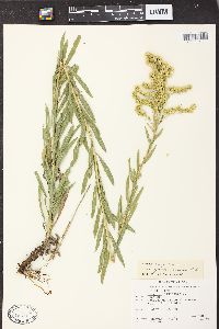 Solidago canadensis var. gilvocanescens image