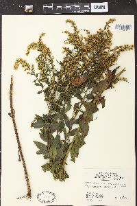 Solidago arguta var. boottii image