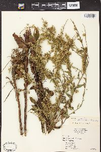 Solidago arguta var. boottii image