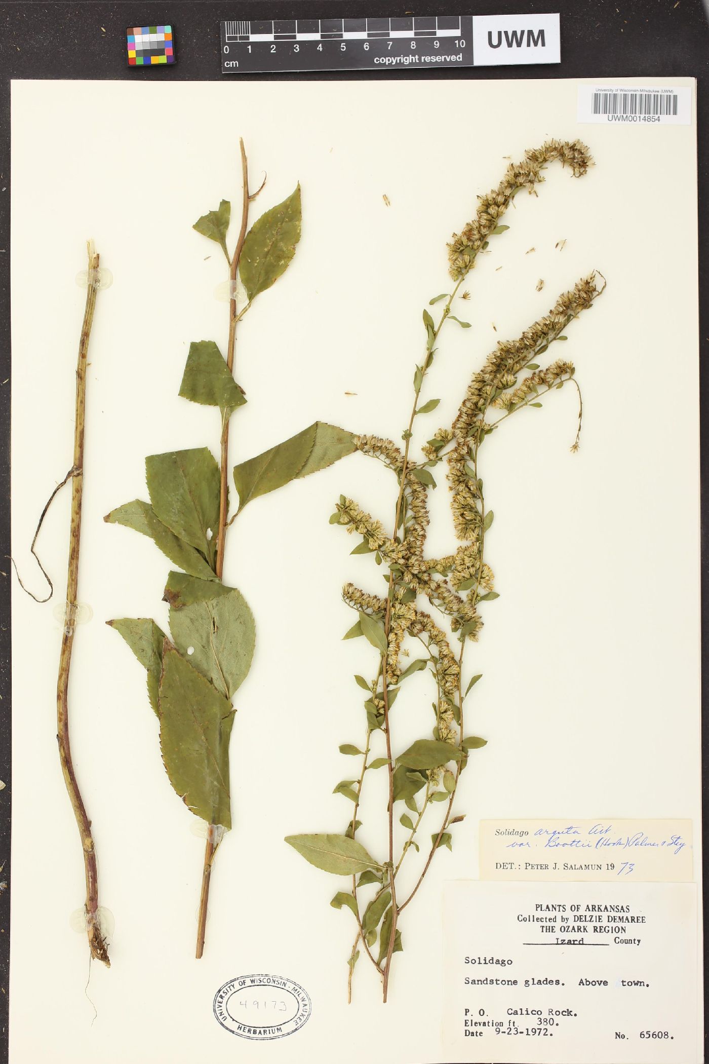 Solidago arguta var. boottii image