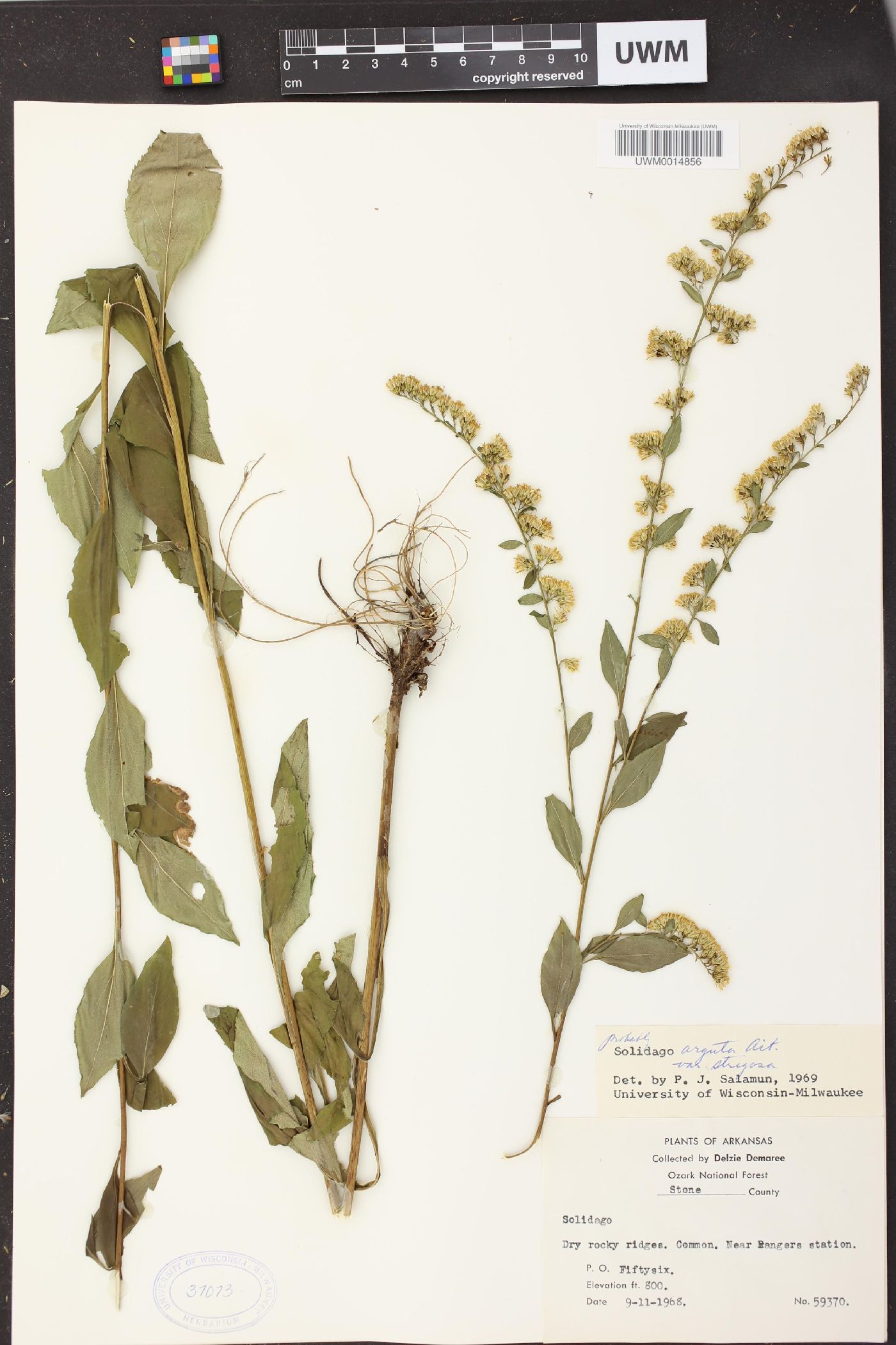 Solidago patula var. strictula image