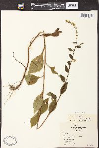 Solidago patula var. strictula image