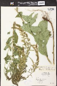 Solidago patula var. strictula image