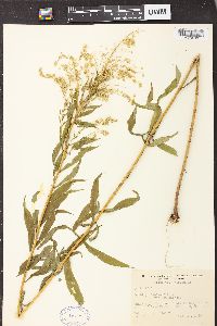 Solidago canadensis var. canadensis image