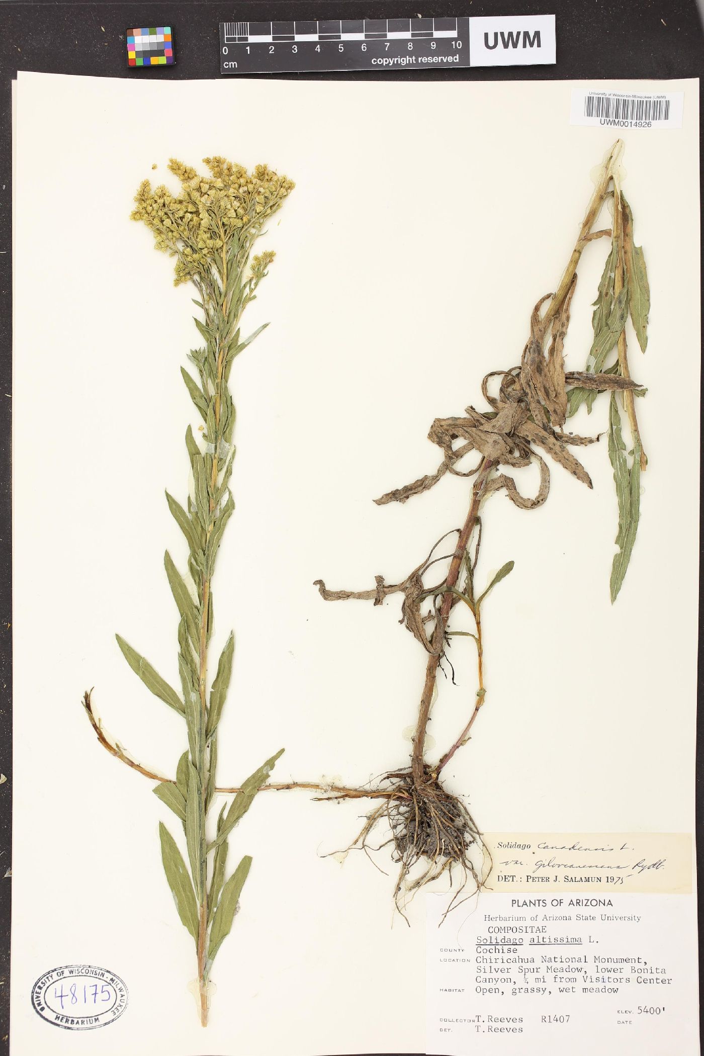 Solidago canadensis var. gilvocanescens image