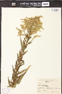 Solidago canadensis var. canadensis image