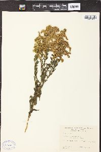 Solidago canadensis var. canadensis image