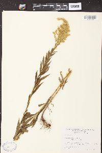 Solidago canadensis var. canadensis image